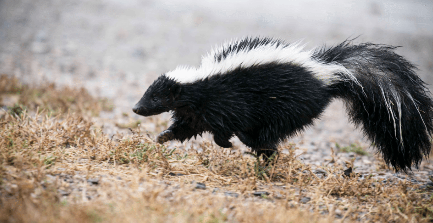 skunk smell rid rabid skunks remedies found stop pets clothes swar near park mild ksla odor wyoming
