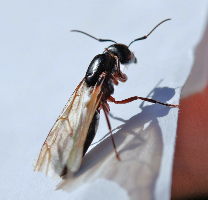 Caroline Home Termite Problem Flying Ant 