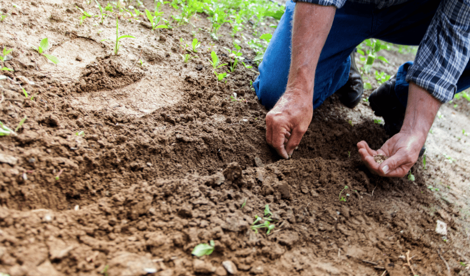 Pest Control Tips for the NC Organic Gardener | Carolina Pest