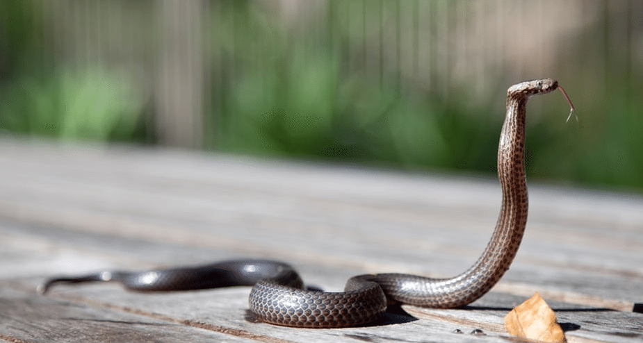 Carolina Pest What To Do When You Find A Snake In Charlotte Carolina Pest