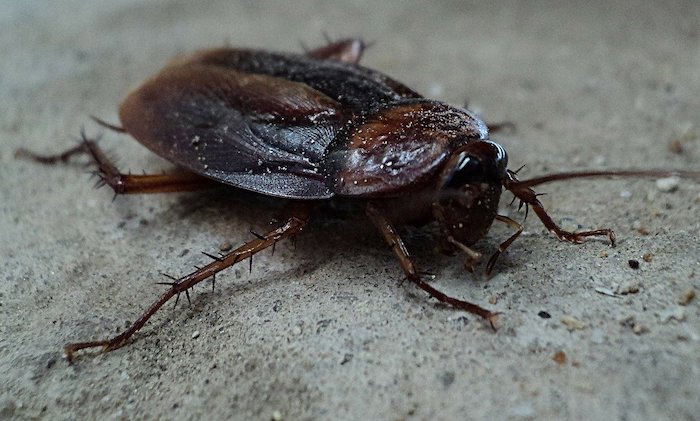 carolina-pest-are-cockroaches-dangerous-do-i-have-an-infestation