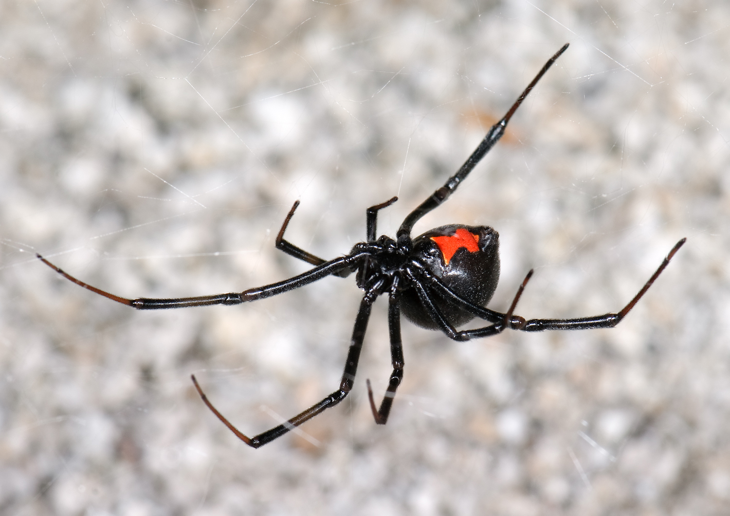 Which one of these spiders is a black widow?