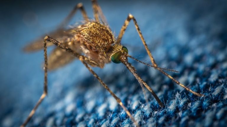 Did You Know Mosquitoes Can Be Dangerous? - Carolina Pest