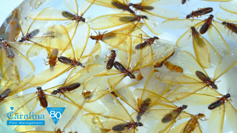 How To Tell Winged Termites From Flying Ants | Carolina Pest Control