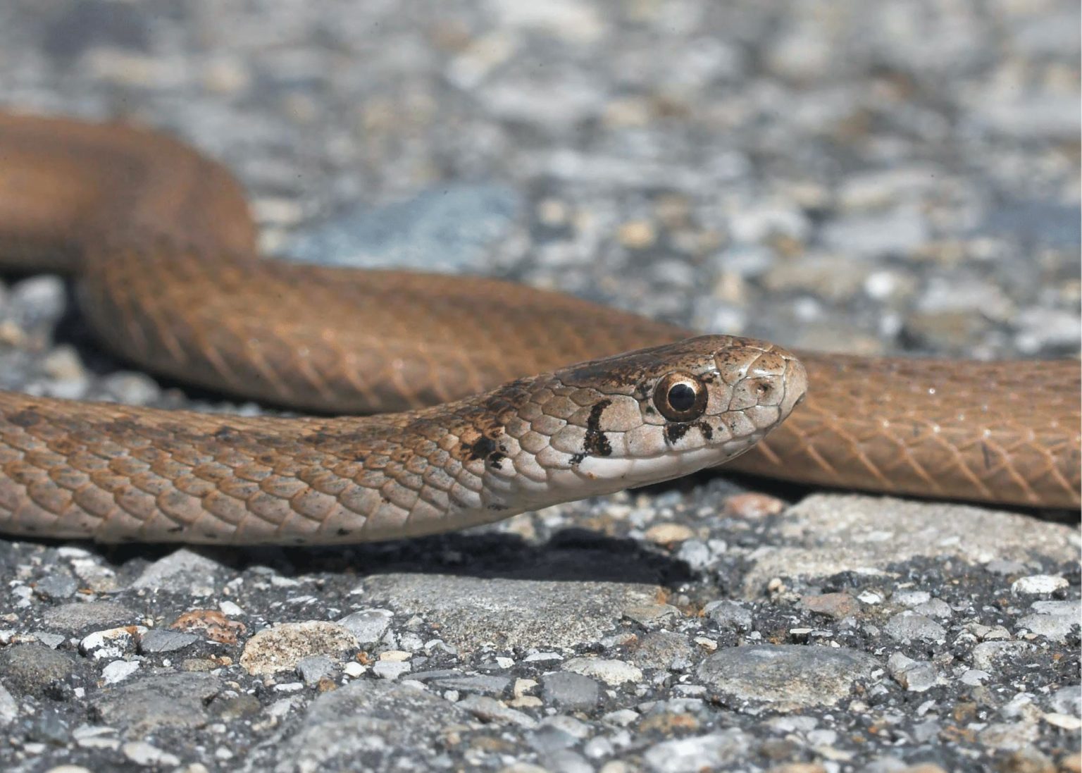 What To Do When You Find A Snake  In Charlotte Carolina Pest