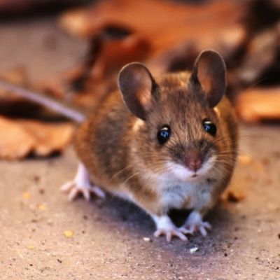 How to Get Rid of Mice - Eliminate Relentless Rodents From Your Home
