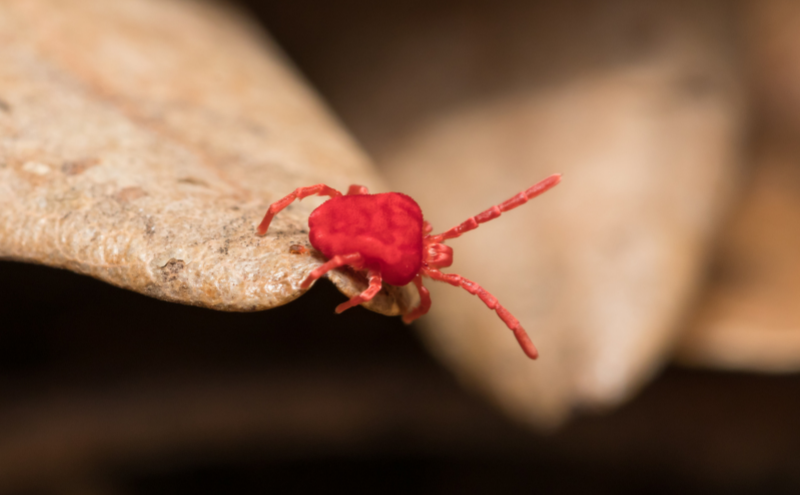 What Charlotte Homeowners Should Know About Clover Mites - Carolina Pest