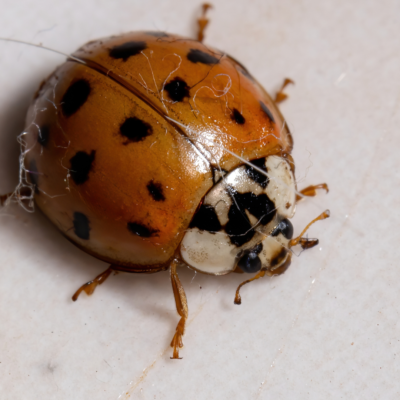 brown bugs that look like ladybugs