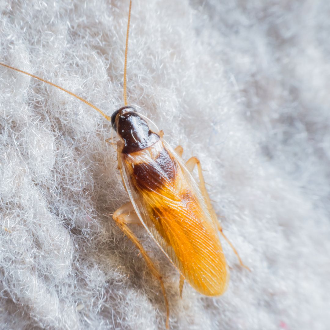 Charlotte Cockroach Control Exterminators | Carolina Pest