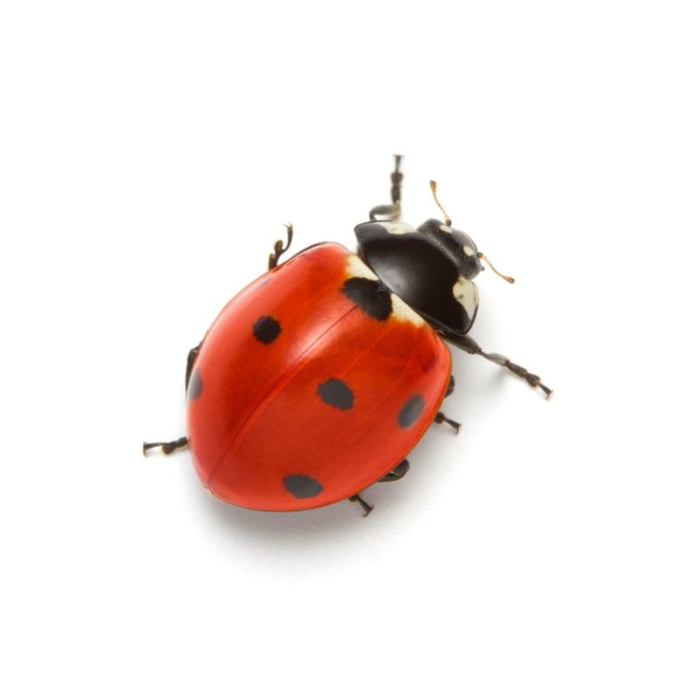 Charlotte Ladybug Infestations: Causes, Prevention & Removal - Carolina ...