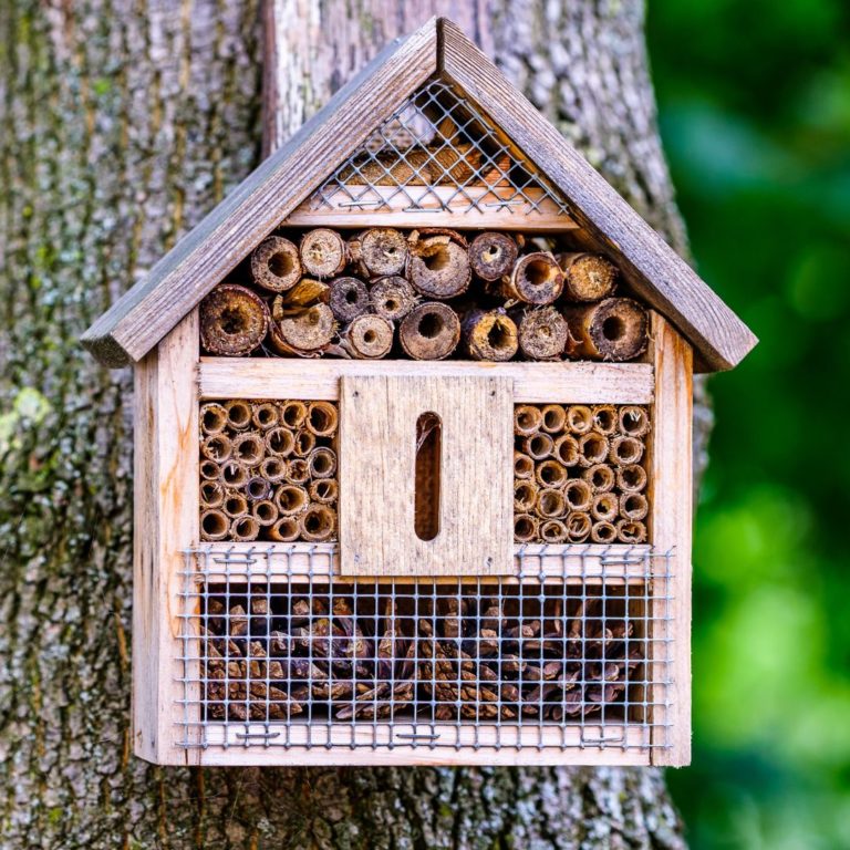 Charlotte Ladybug Infestations: Causes, Prevention & Removal - Carolina 