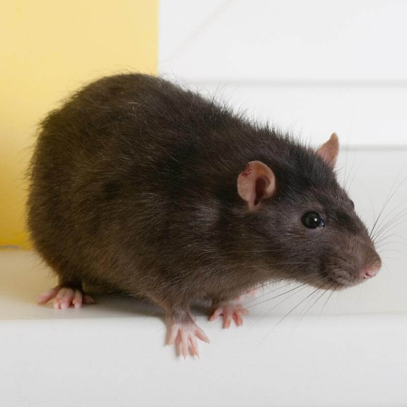 Pack Rat Identification & Info  American Pest Management - Pest Control  and Exterminator Services