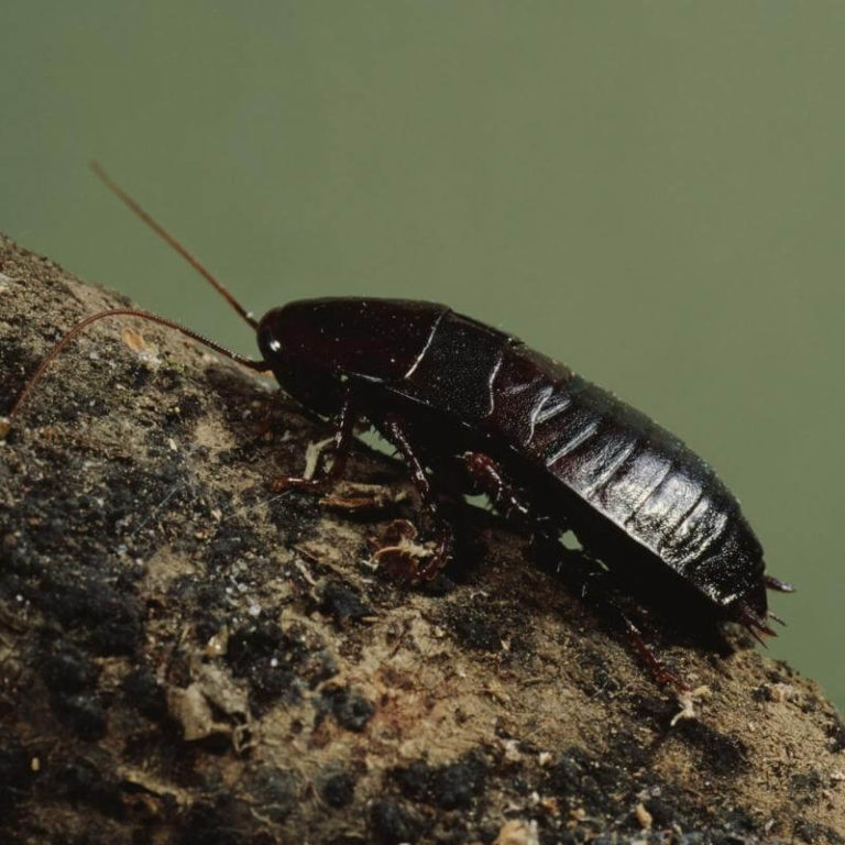 Charlotte Cockroach Control Exterminators | Carolina Pest