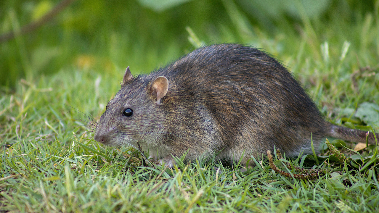 Pros and Cons of Different Types of Rodent Traps
