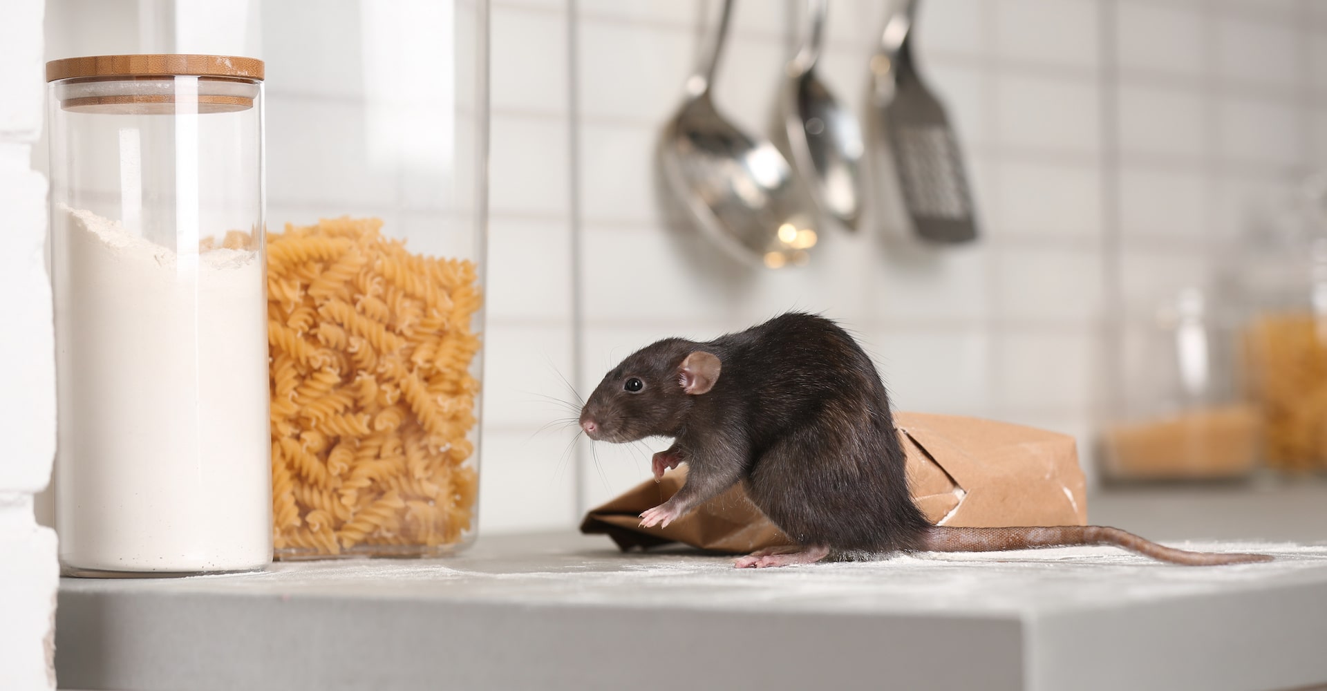 How to Trap Up to Remove a Rodent Infestation