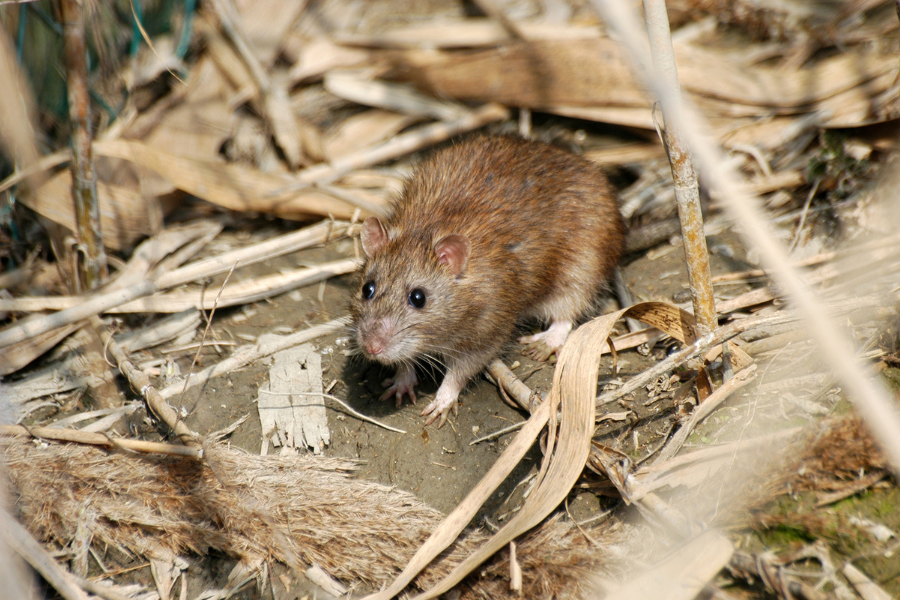 Common Rodents to Lookout for in North Carolina - Carolina Pest