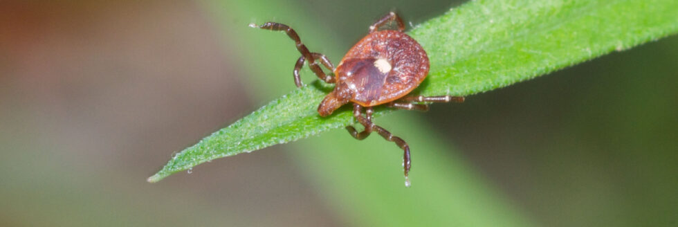 tick identification