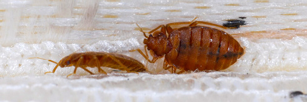 bed bug-free